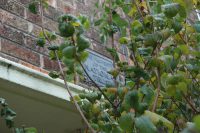 Plaque above the front door of 20 Forthlin Road, Liverpool