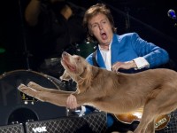 macca_bassdog.jpg