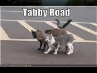 tabby-road.jpg