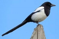 magpie-1.jpg