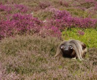 wild-haggis.jpg