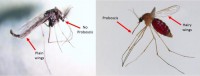 midge-mosquito.jpg