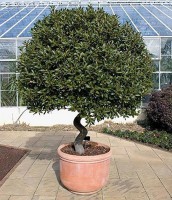 Laurus-nobilis.jpg