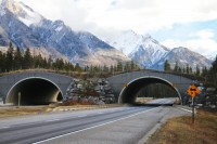 wildlife-overpass-banff.jpg